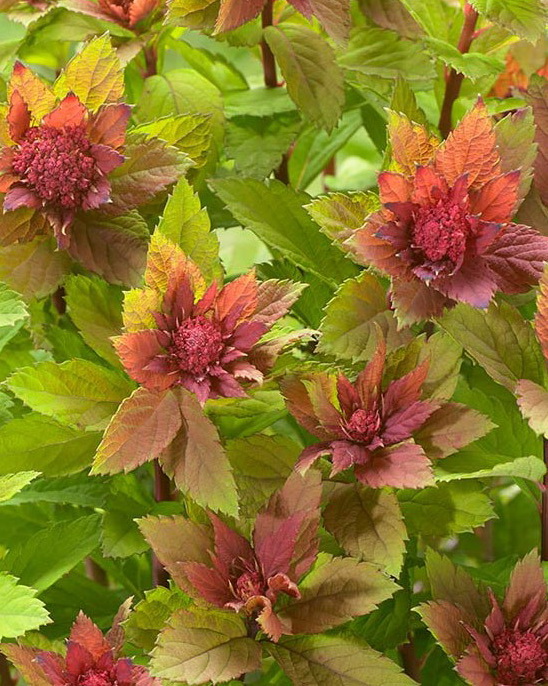 Спирея японская `Спарклинг Шампань`, Spiraea japonoca `Sparking ...